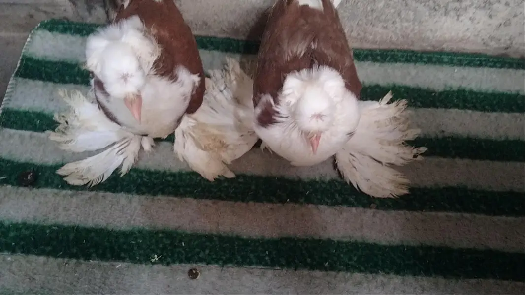 fancy pigeon. trumpeter Bukhara chicks — photo 5