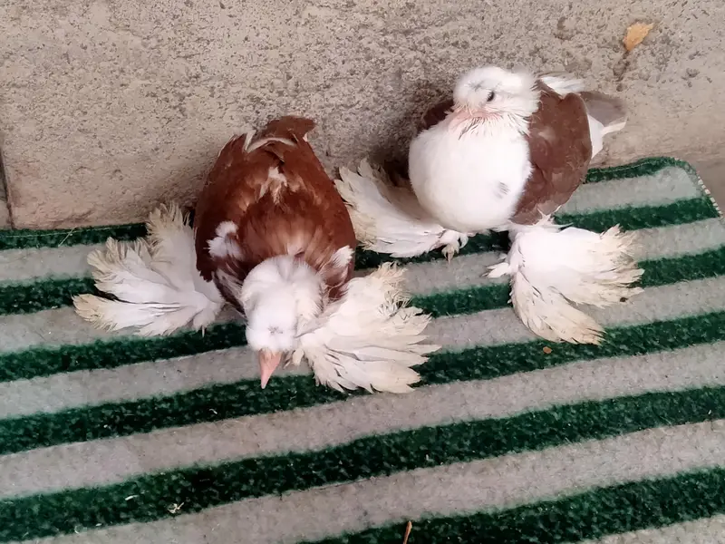 fancy pigeon. trumpeter Bukhara chicks — photo 6