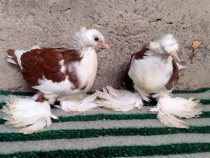 fancy pigeon. trumpeter Bukhara chicks — photo 7