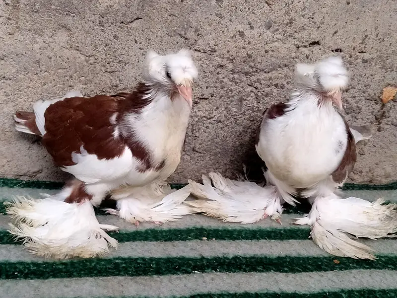 fancy pigeon. trumpeter Bukhara chicks — photo 8