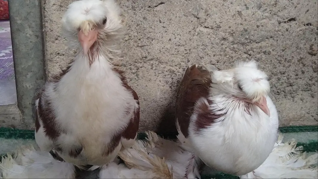 fancy pigeon. trumpeter Bukhara chicks — photo 9