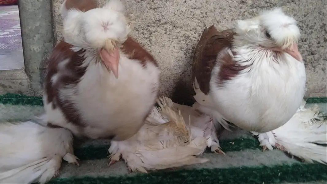 fancy pigeon. trumpeter Bukhara chicks — photo 10