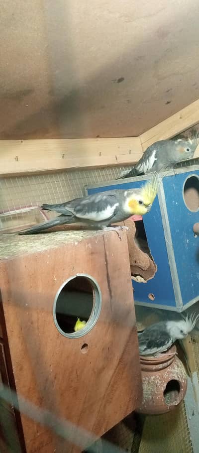 breeder Cocktail pair