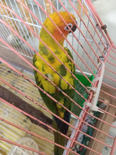 Sun conure male
