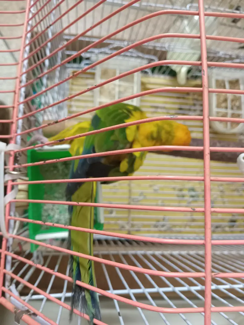 Sun conure male — photo 2