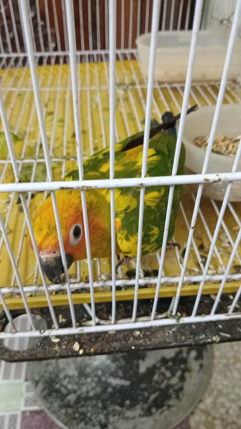 Sun conure male — photo 3