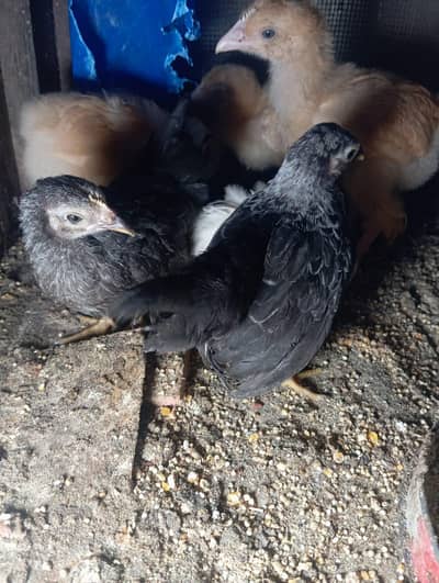 golden buff and japanese chicks