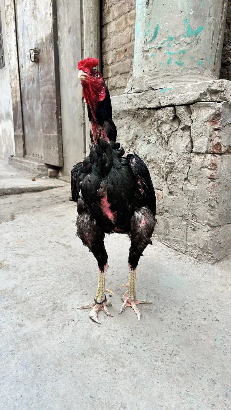 Pure Mushka with Monster Body — photo 2