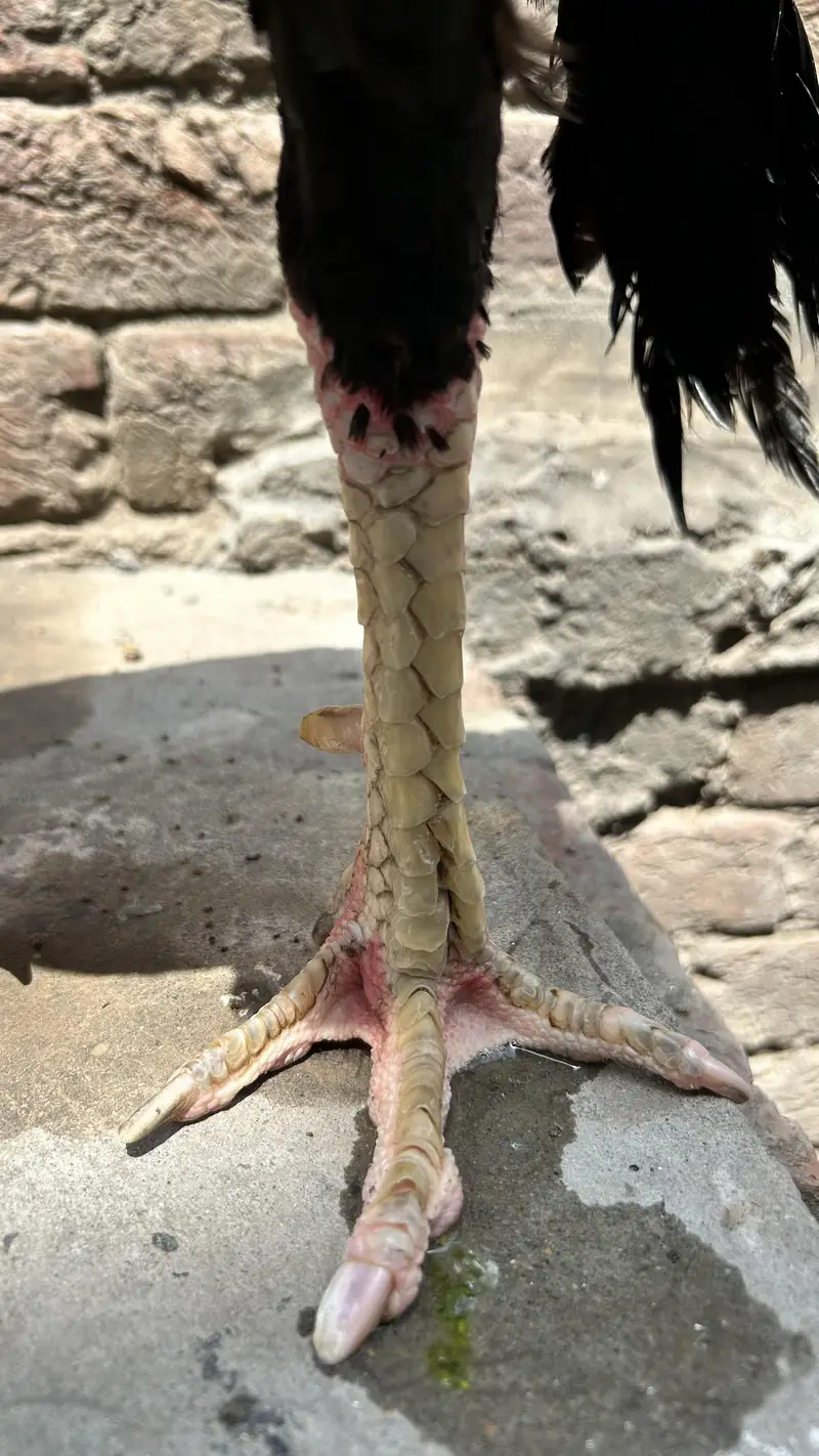 Pure Mushka with Monster Body — photo 3
