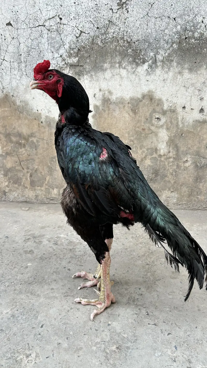 Pure Mushka with Monster Body — photo 7
