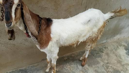 bakri aur baccha