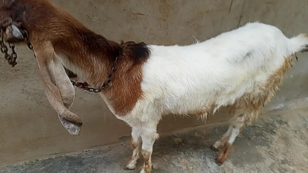 bakri aur baccha — photo 2