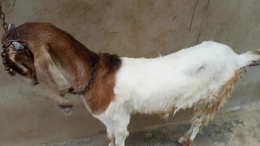 bakri aur baccha — photo 3