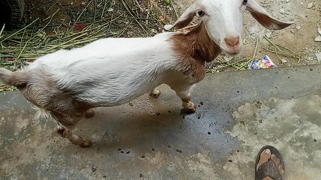 bakri aur baccha — photo 4
