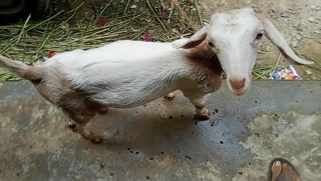 bakri aur baccha — photo 5