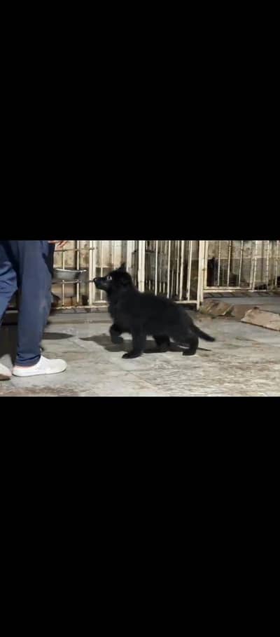 Top Qaulity PedigreeLong Hair Black German shepherd