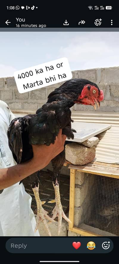 aseel lasani murga , 2 murgiyan ,3 chicks