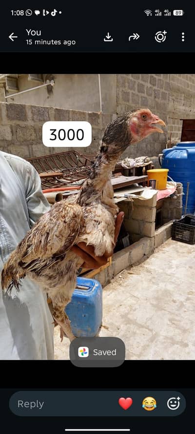 aseel lasani murga , 2 murgiyan ,3 chicks