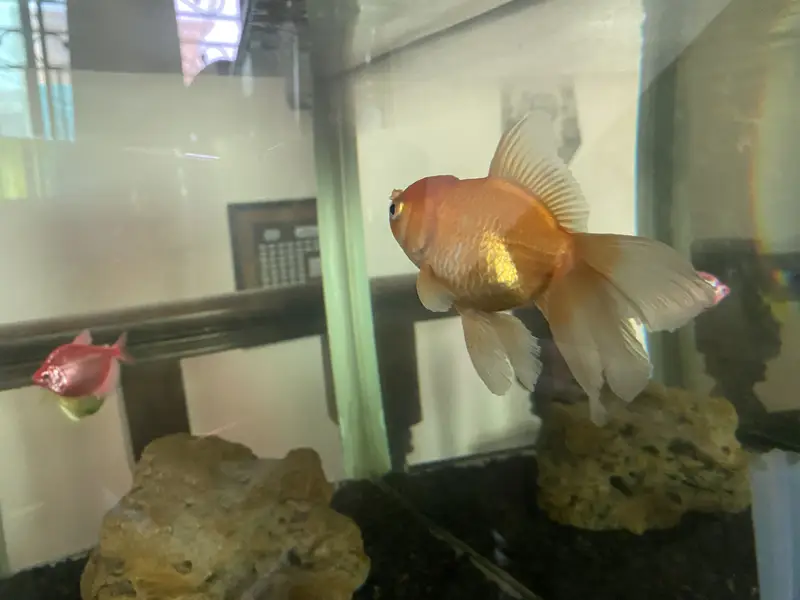 Goldfish double tail