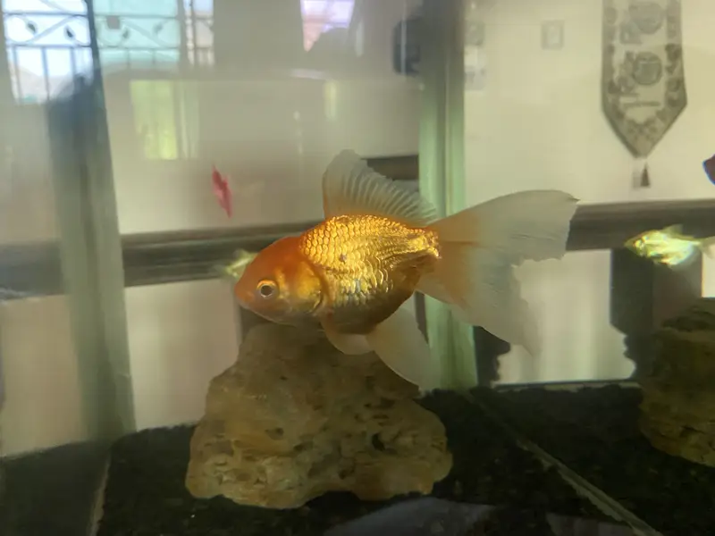 Goldfish double tail — photo 2