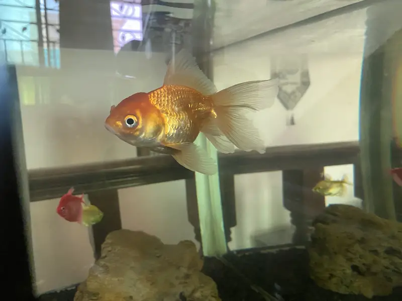 Goldfish double tail — photo 3