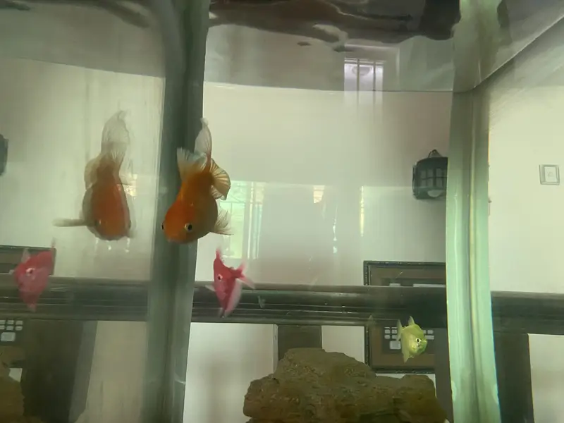 Goldfish double tail — photo 4