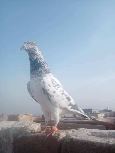 Sialkoti Chapri female pigeon