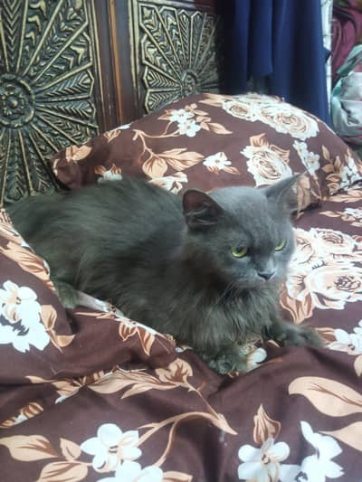 Persian cat Punch face triple code latri train active healthy