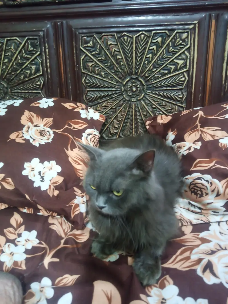 Persian cat Punch face triple code latri train active healthy — photo 2