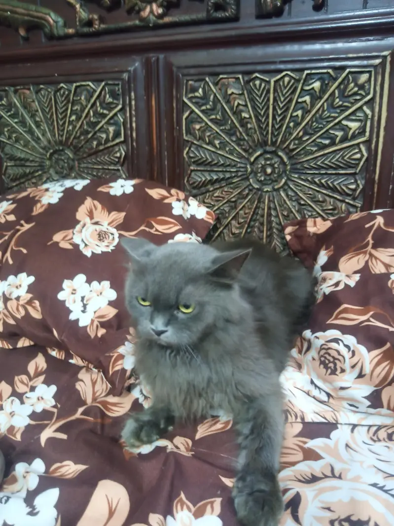 Persian cat Punch face triple code latri train active healthy — photo 3