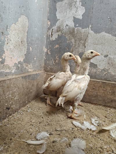 Aseel Heera chicks