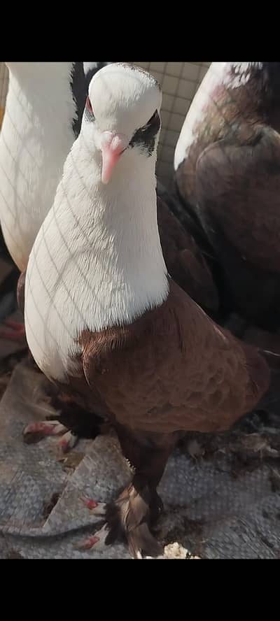 karbalai Kabootor