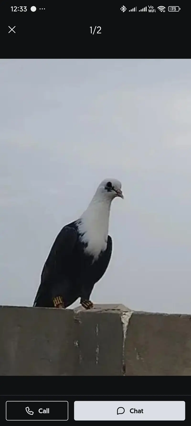 karbalai Kabootor — photo 3