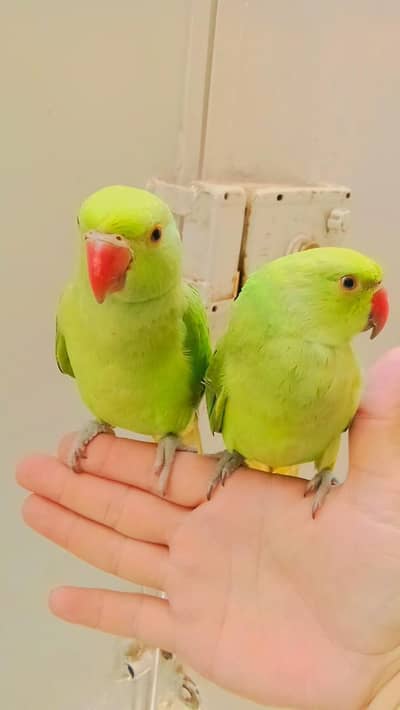Single 5500 pair 11000 Green parrot handtame  male female available