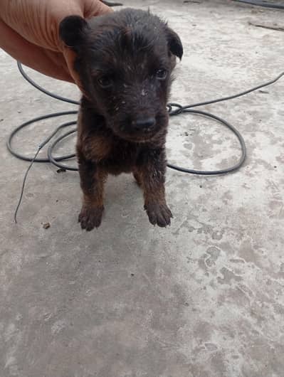 German shepherd puppies