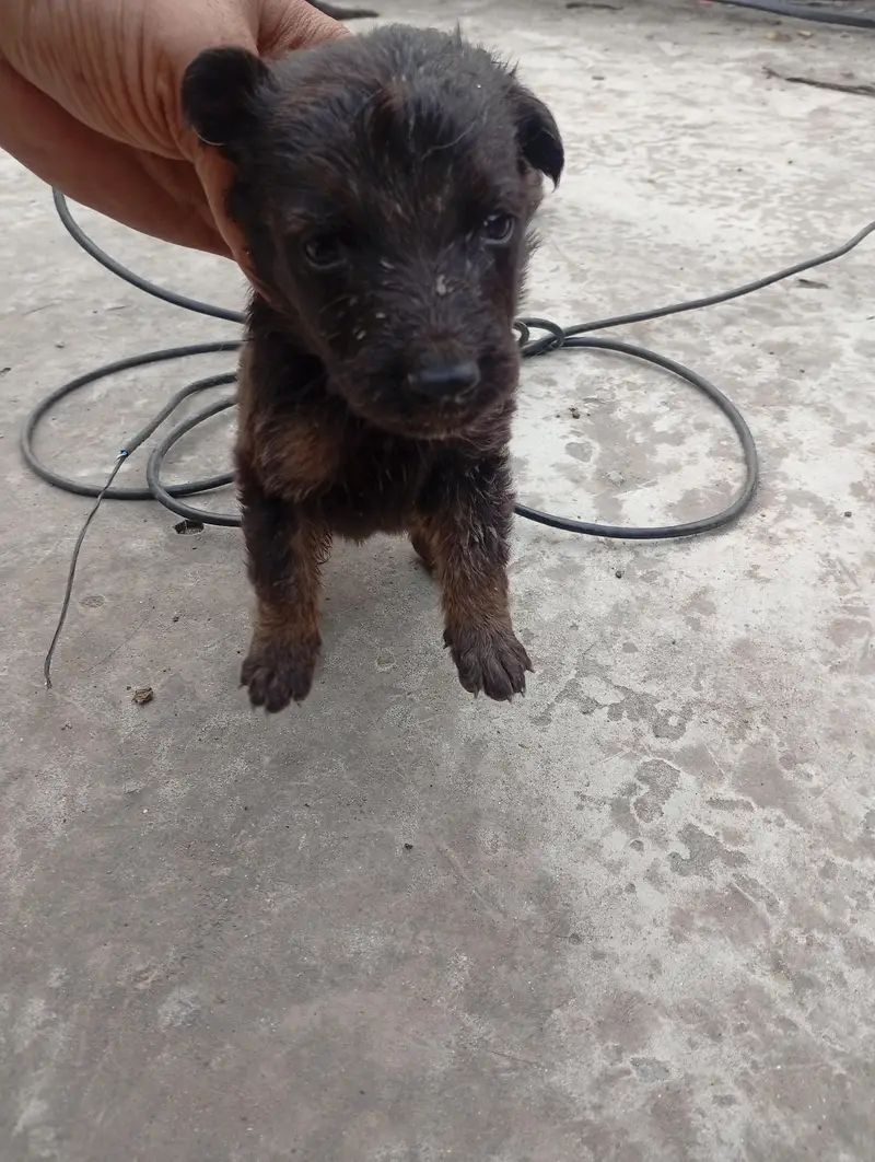 German shepherd puppies