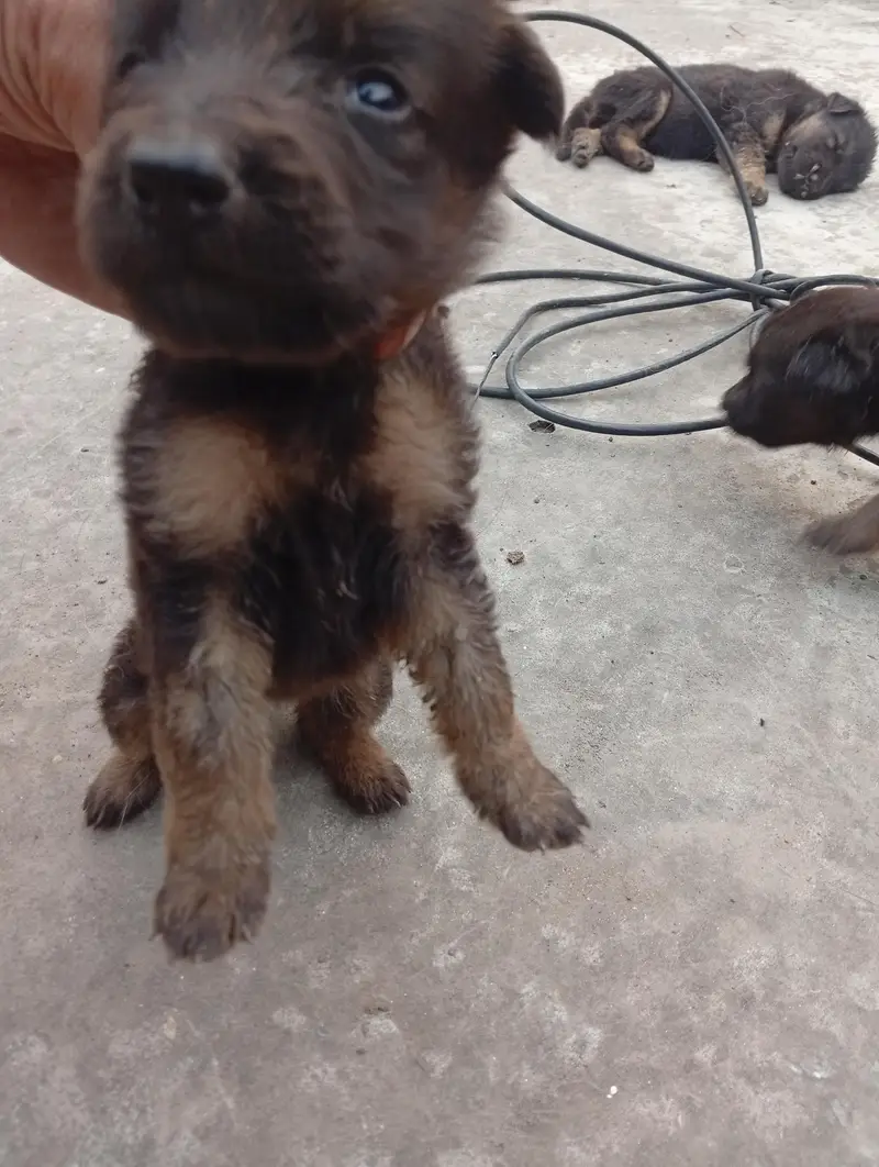 German shepherd puppies — photo 2