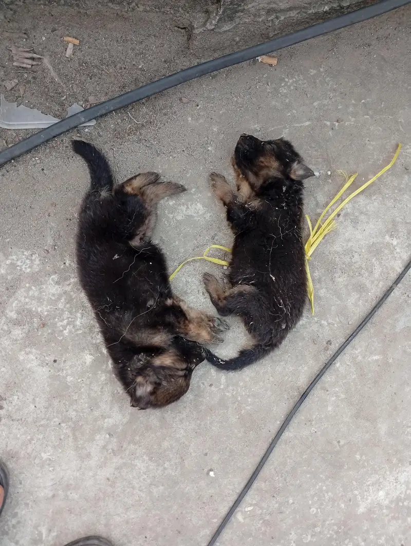 German shepherd puppies — photo 3