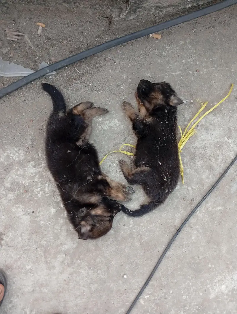 German shepherd puppies — photo 4