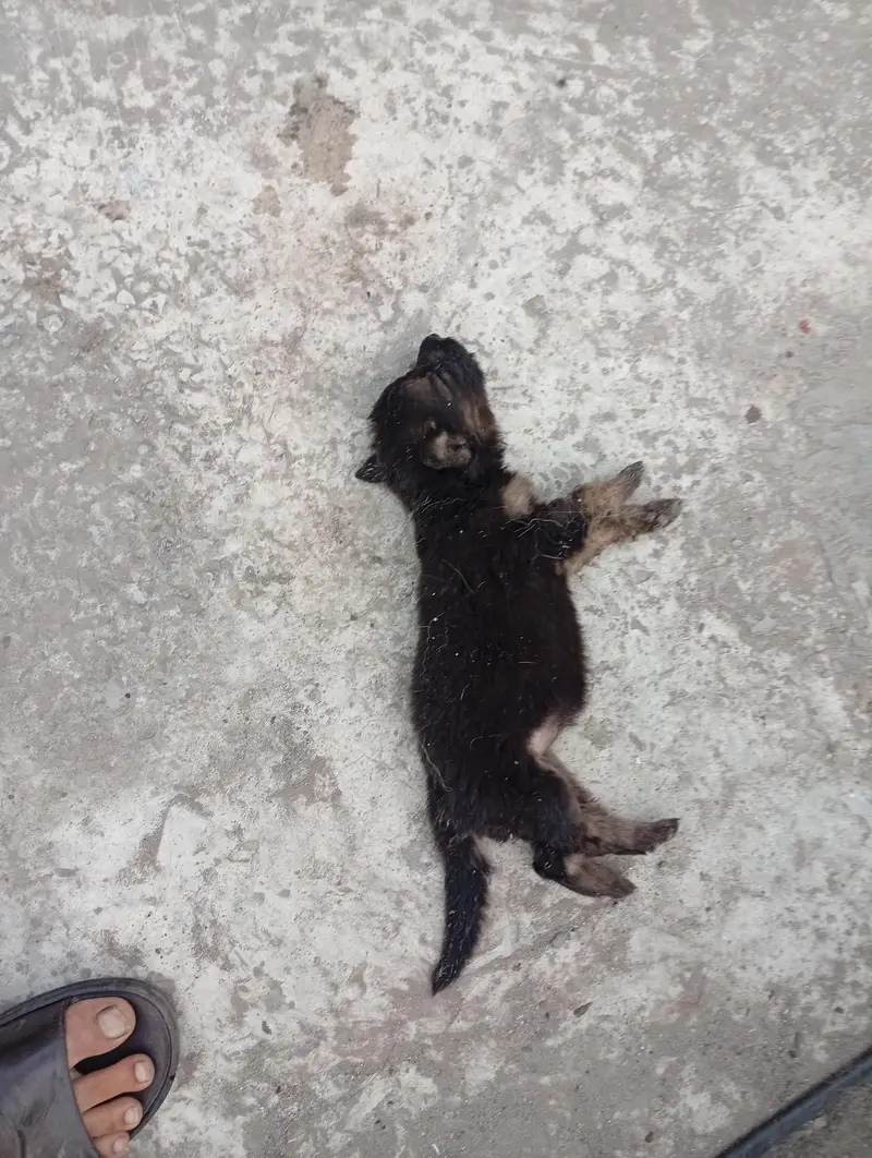 German shepherd puppies — photo 6