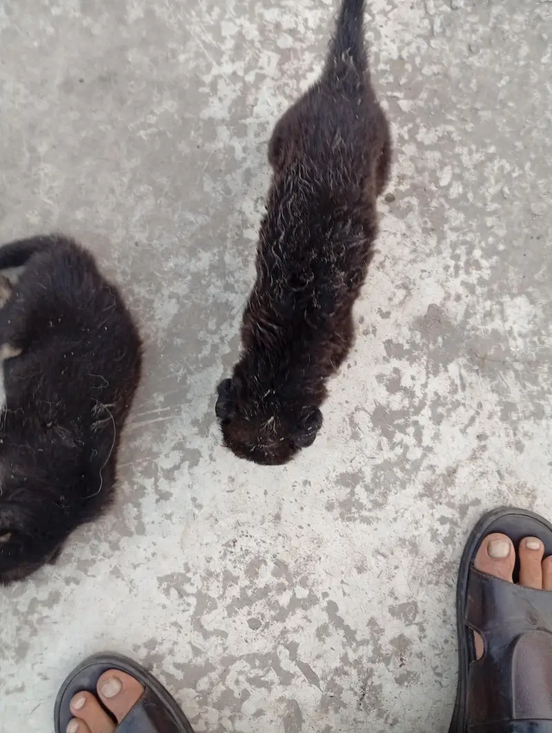 German shepherd puppies — photo 7