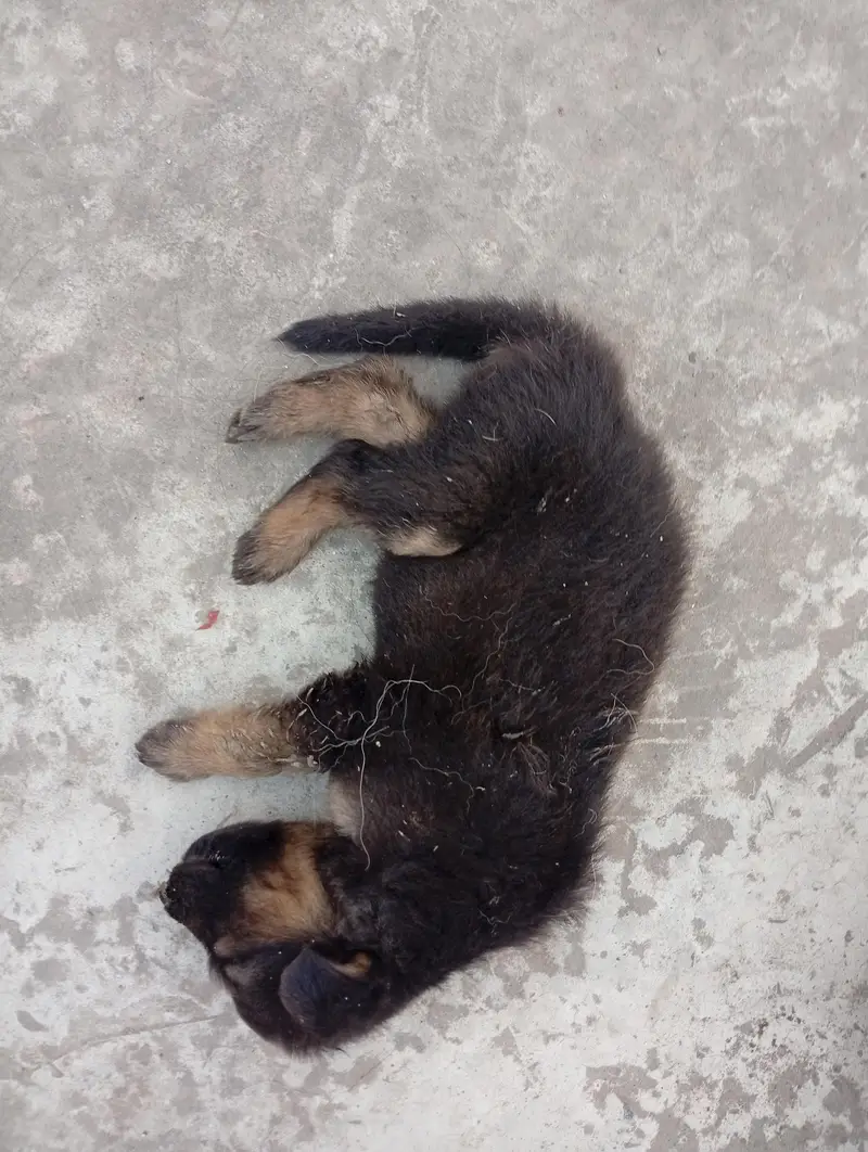German shepherd puppies — photo 9