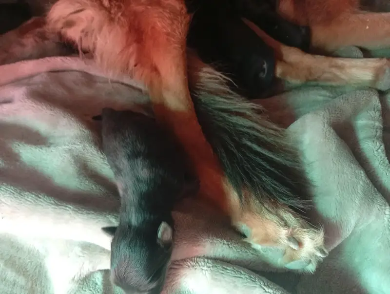German shepherd puppies — photo 10