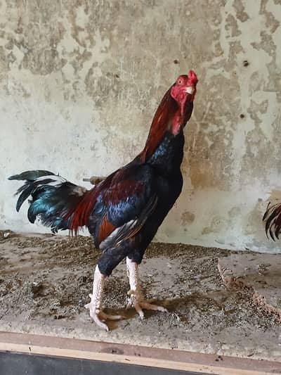 Pure cheena aseel home breed