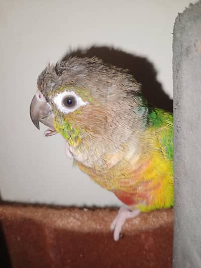 conure parrot