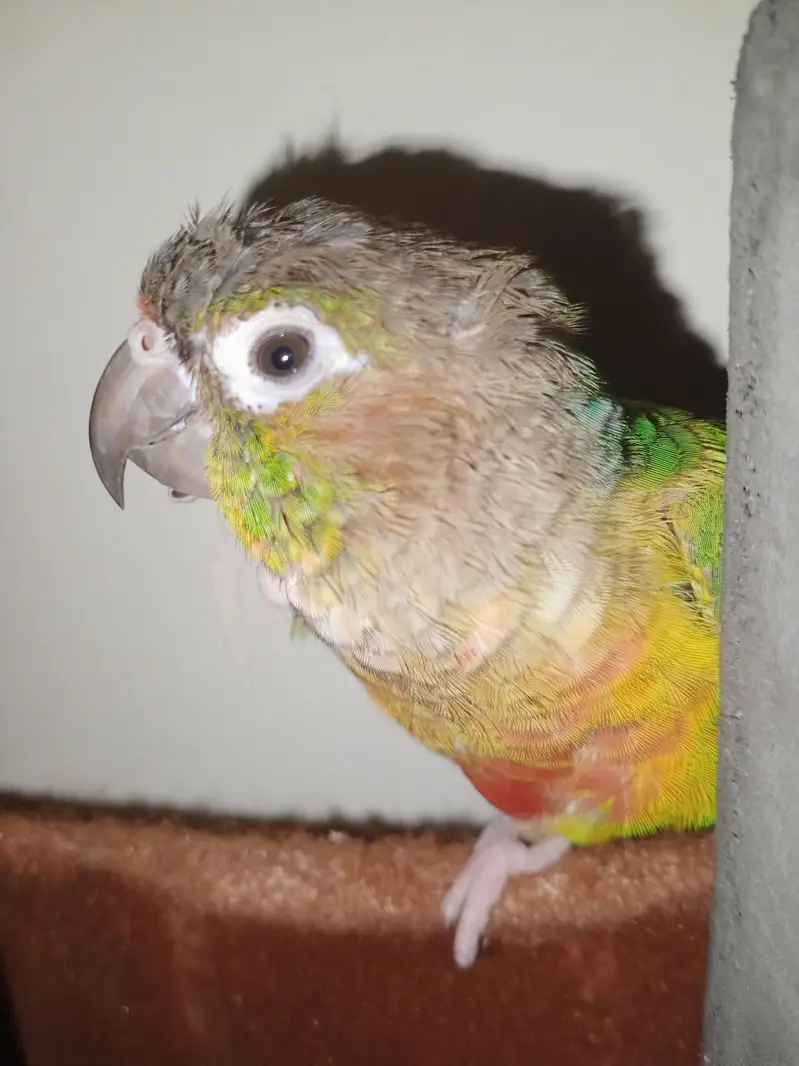 conure parrot — photo 2