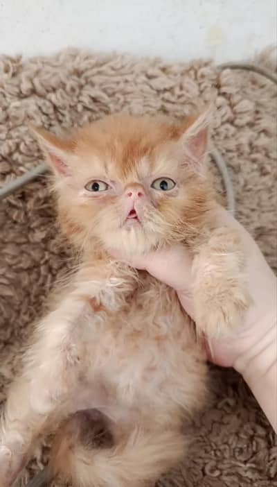 Near to piki female kitten/persian kitten/ginger kitten