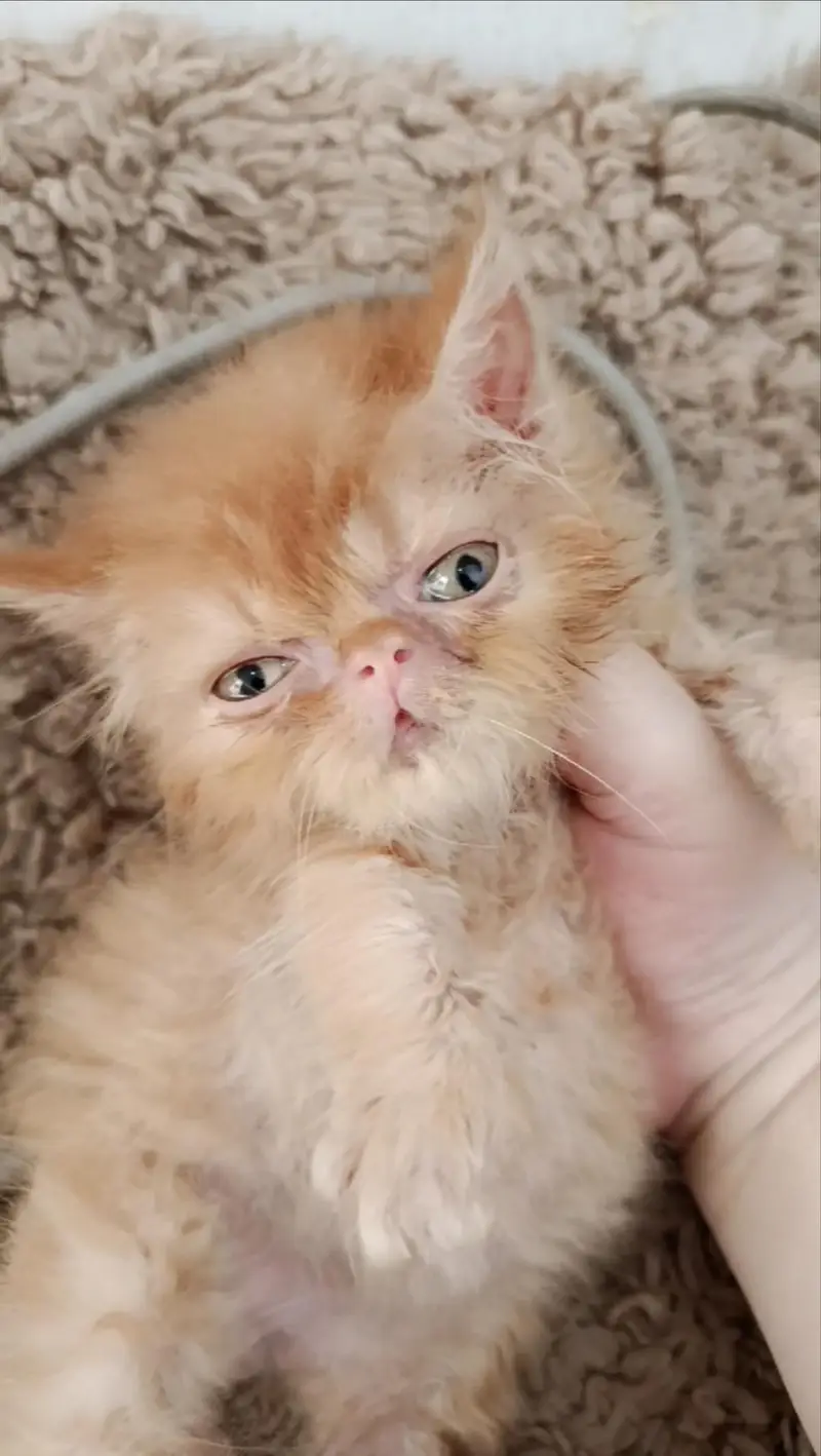 Near to piki female kitten/persian kitten/ginger kitten — photo 2