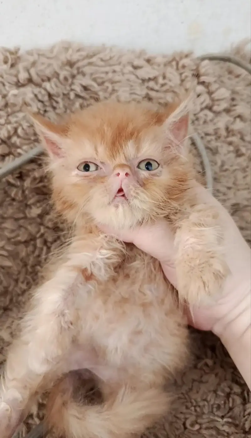 Near to piki female kitten/persian kitten/ginger kitten — photo 3