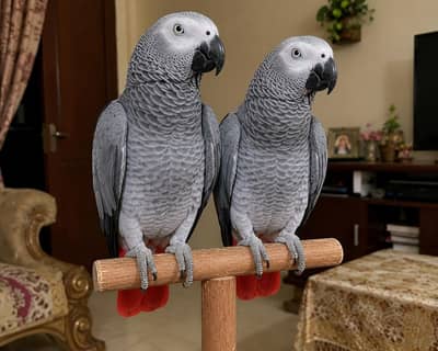 African Grey parrots for sale